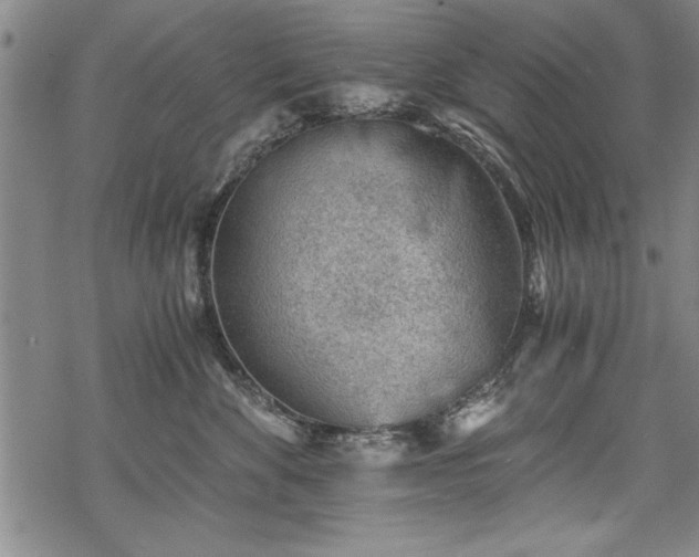 X0000069830524200605221210