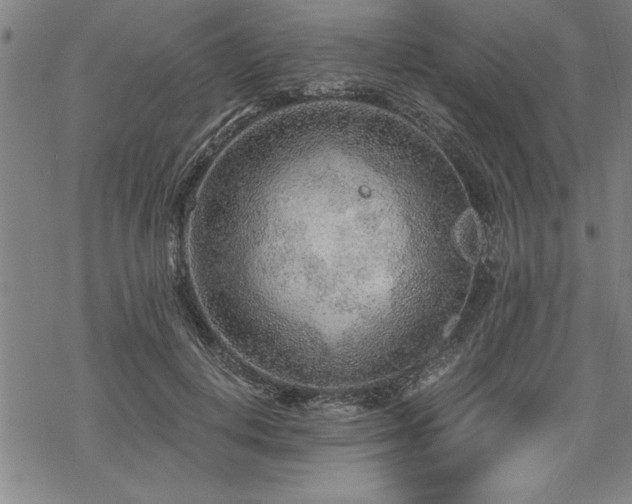 X0000069830648200605221208