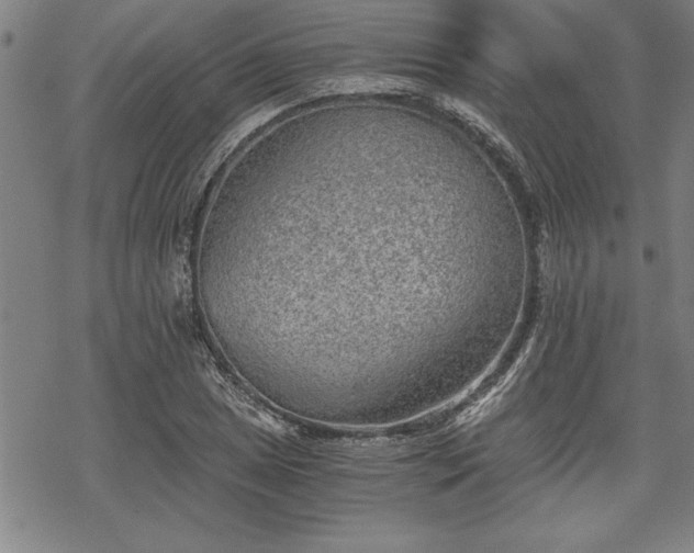 X0000069831025200605221201