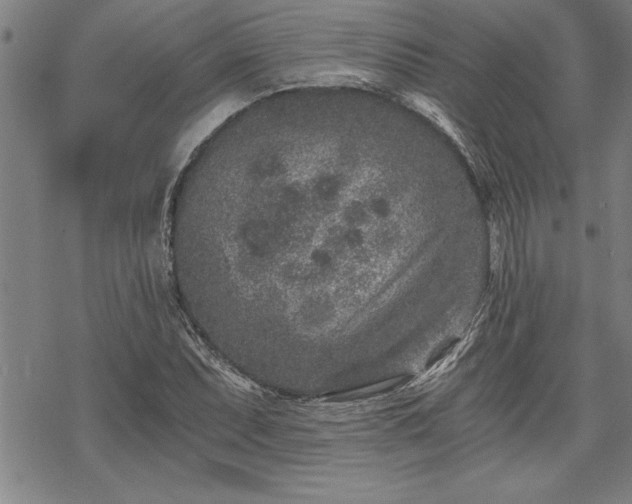 X0000069831071200605221201