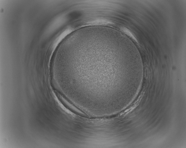 X0000069831087200605221201