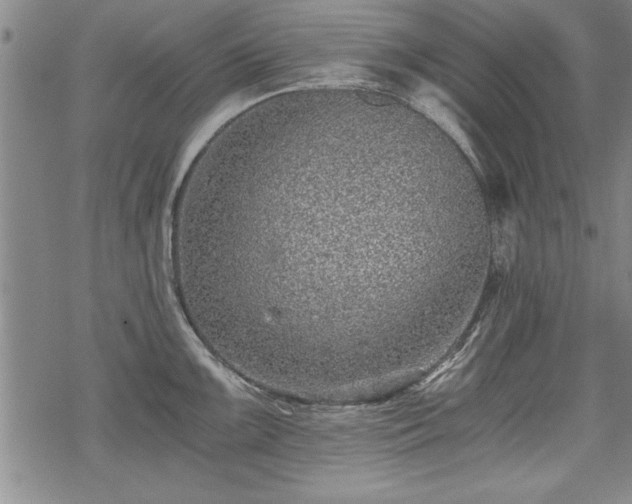 X0000069831099200605221201