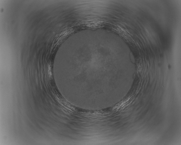 X0000069831106200605221200