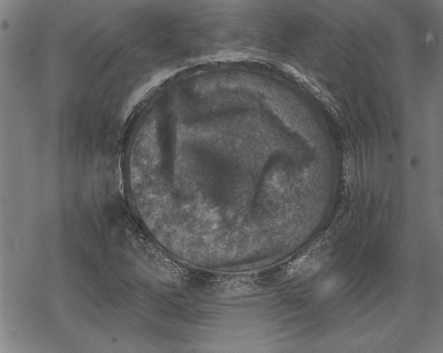 X0000069831262200605221158