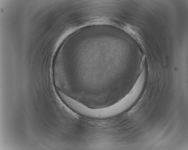 X0000069831334200605221157