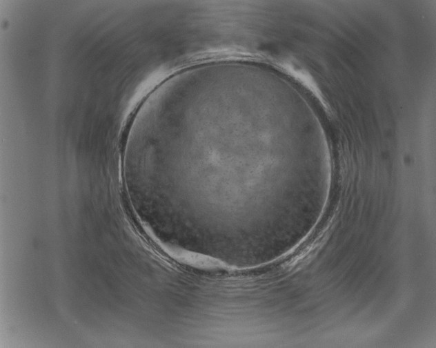 X0000069831365200605221156