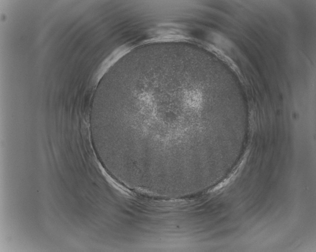 X0000069831425200605221155