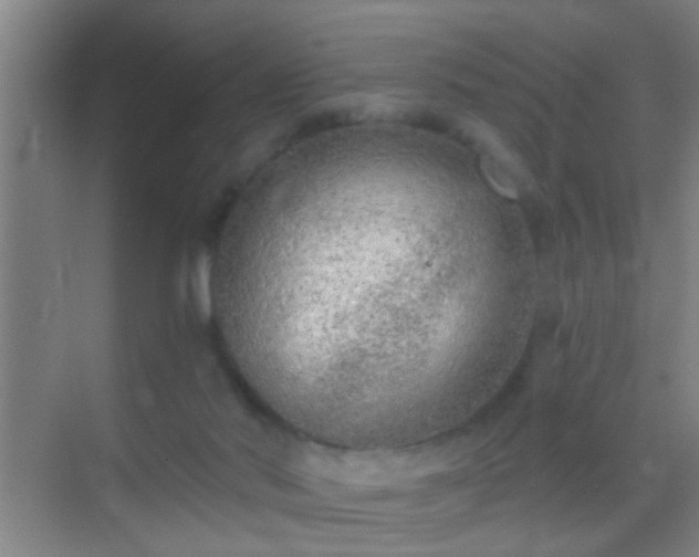 X0000069830022200605261852