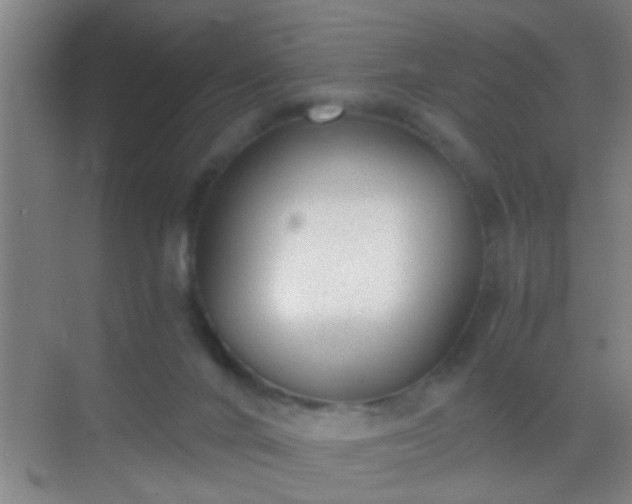 X0000069830024200605261852