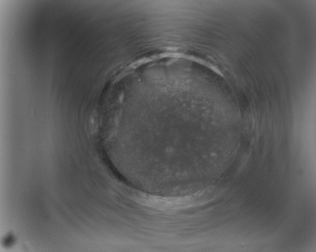 X0000069830043200605261852