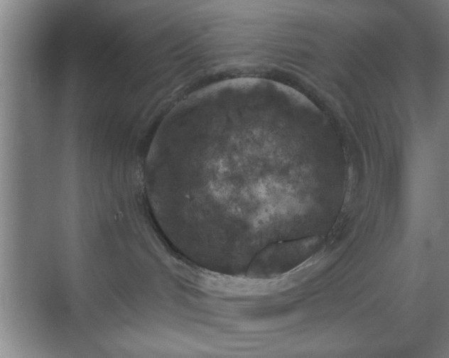 X0000069830048200605261852