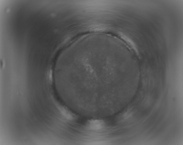 X0000069830067200605261852