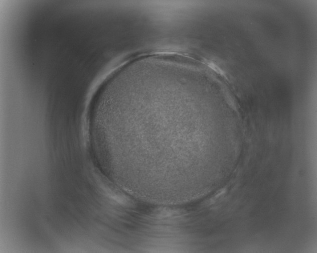 X0000069830343200605261846