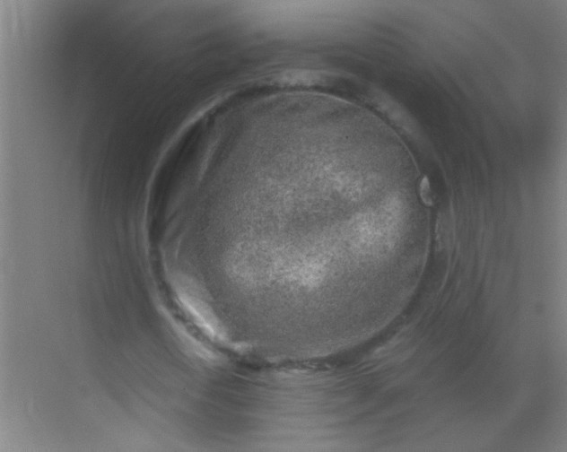 X0000069830722200605261840