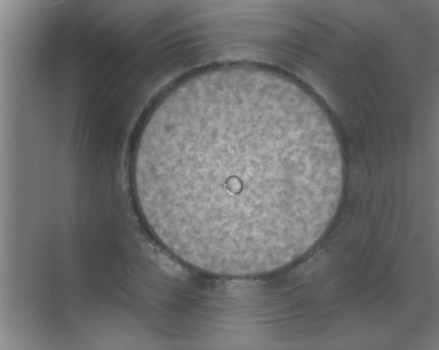 X0000069830832200605261839