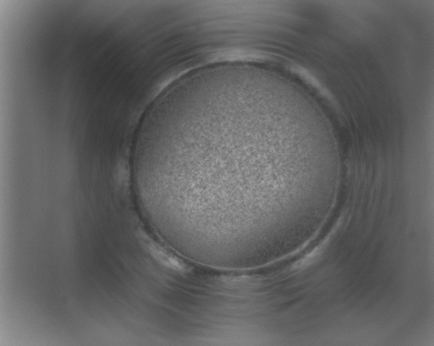 X0000069831025200605261835