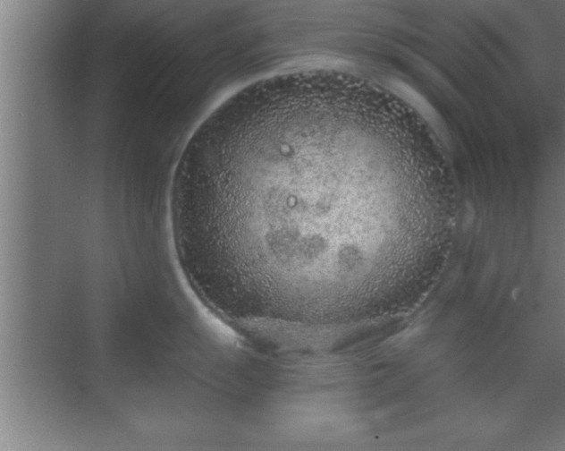 X0000069831055200605261836