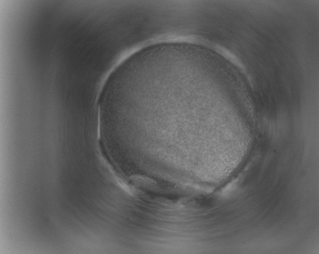 X0000069831223200605261832