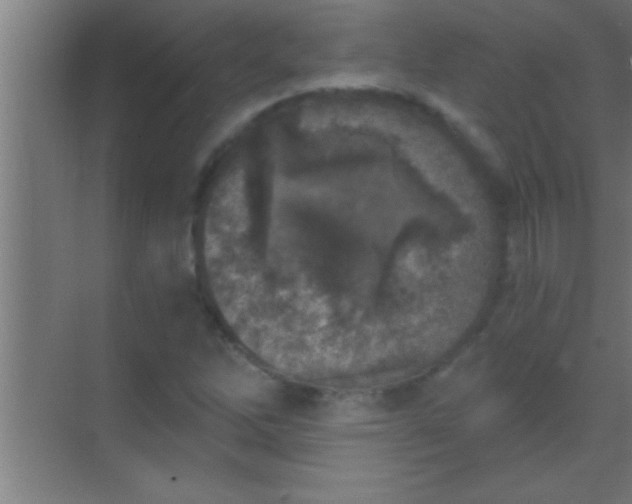 X0000069831262200605261832