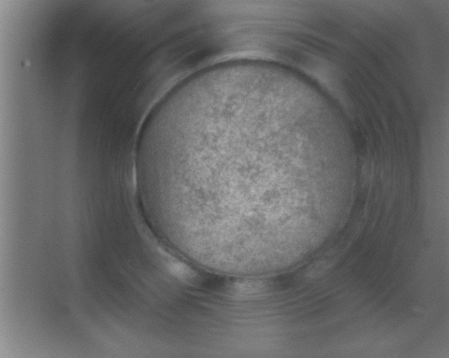 X0000069831274200605261831