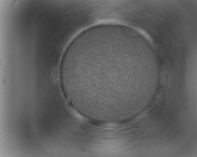 X0000069831279200605261831