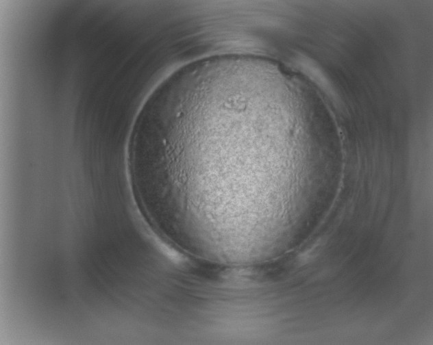 X0000069831283200605261831