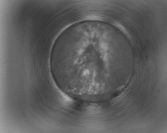 X0000069831331200605261831