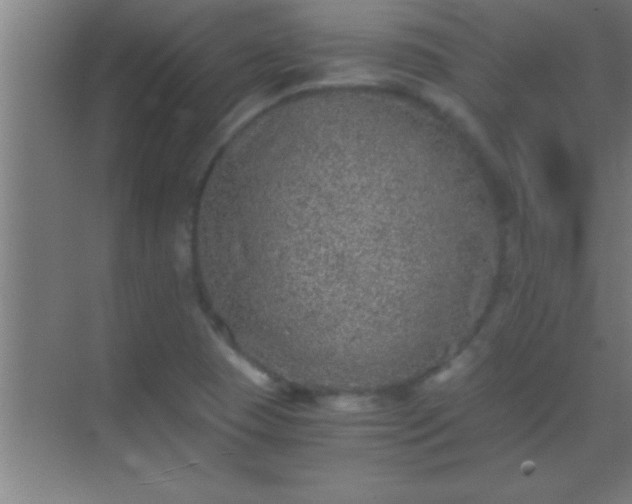 X0000069831409200605261829