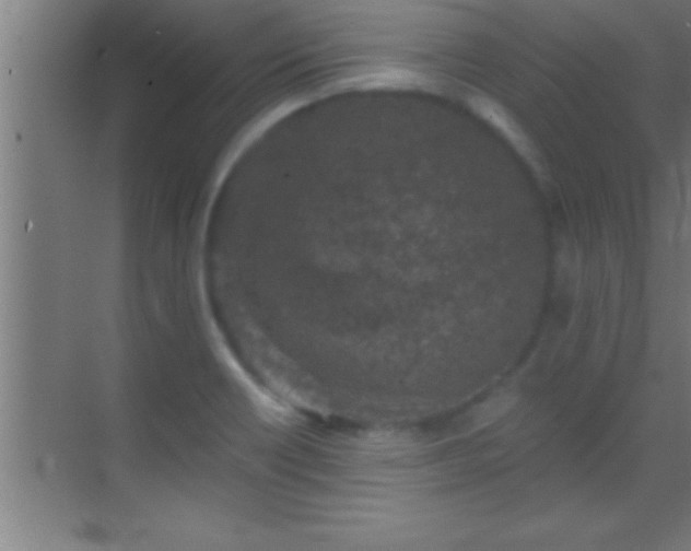 X0000069831418200605261829