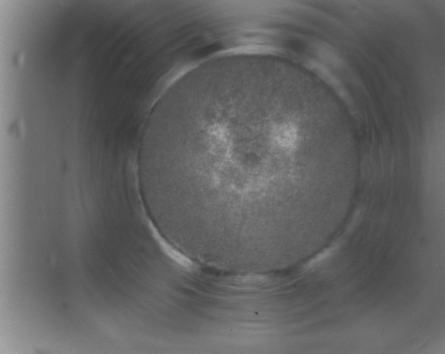 X0000069831425200605261829