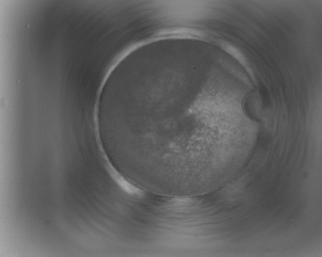 X0000069831482200605261828