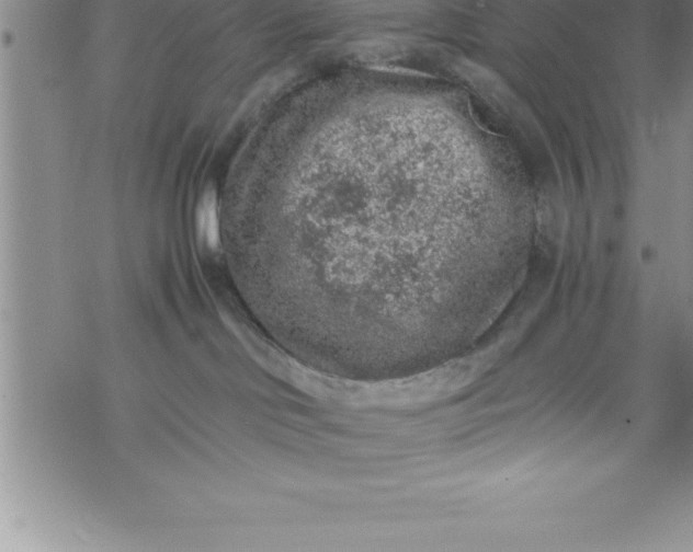 X0000069830046200606021347