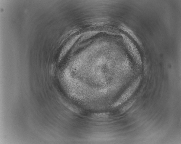 X0000069830161200606021345