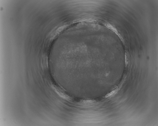 X0000069830205200606021345