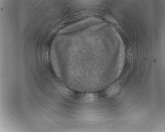 X0000069830330200606021343