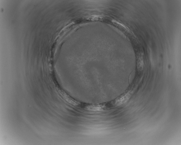 X0000069830661200606021338