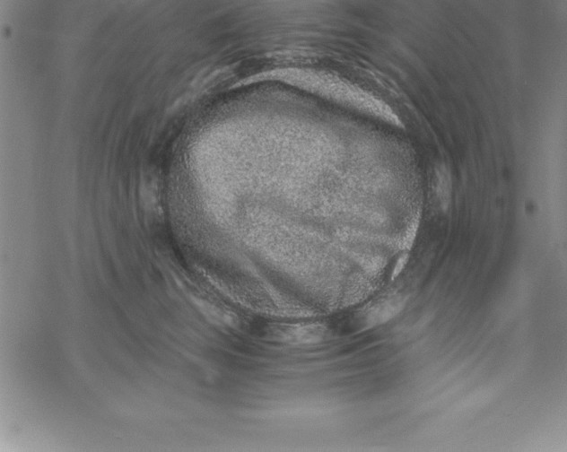 X0000069830663200606021338