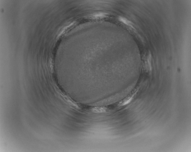 X0000069830762200606021336