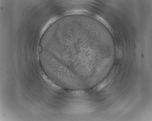 X0000069830994200606021332