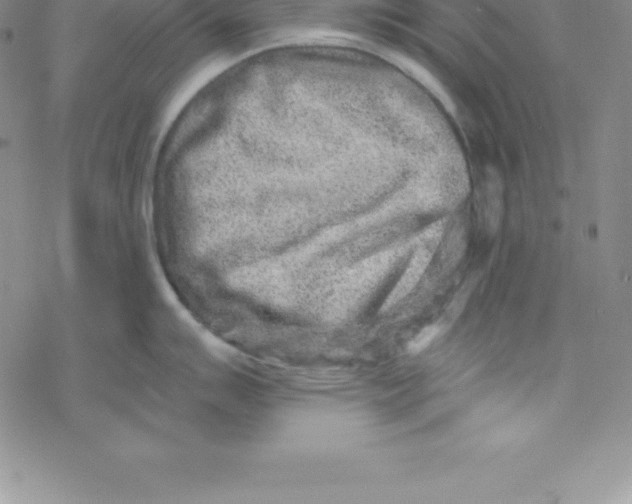 X0000069831007200606021332