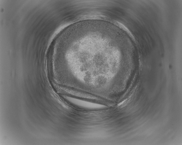 X0000069831035200606021331