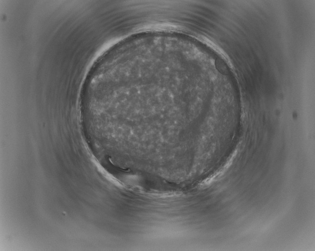 X0000069831037200606021331