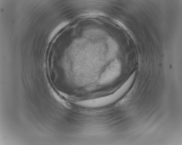 X0000069831042200606021331