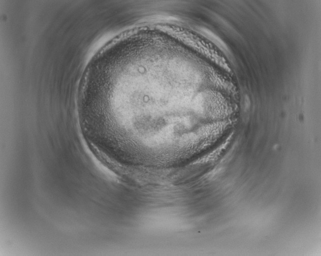 X0000069831055200606021332