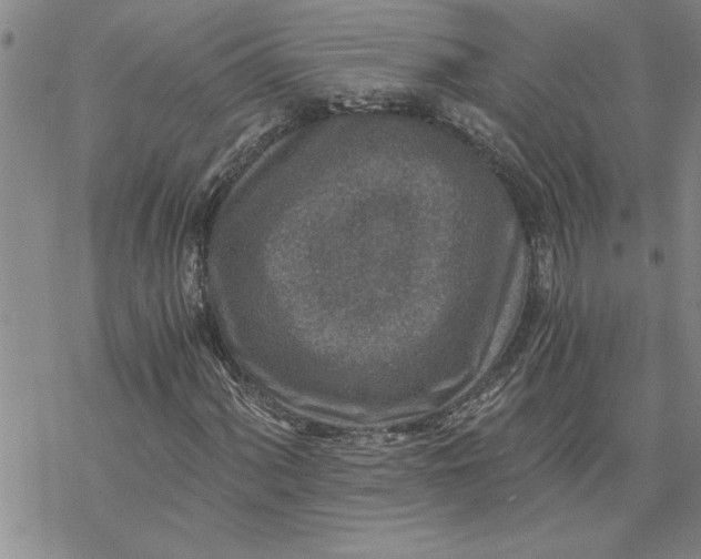 X0000069831060200606021331