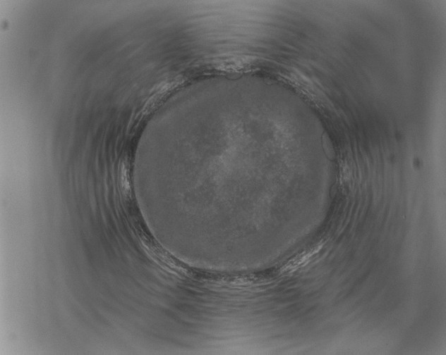 X0000069831106200606021329