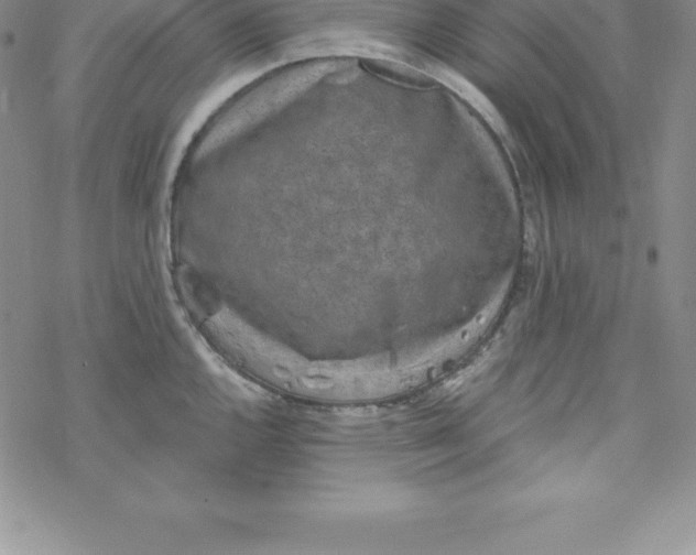 X0000069831144200606021330