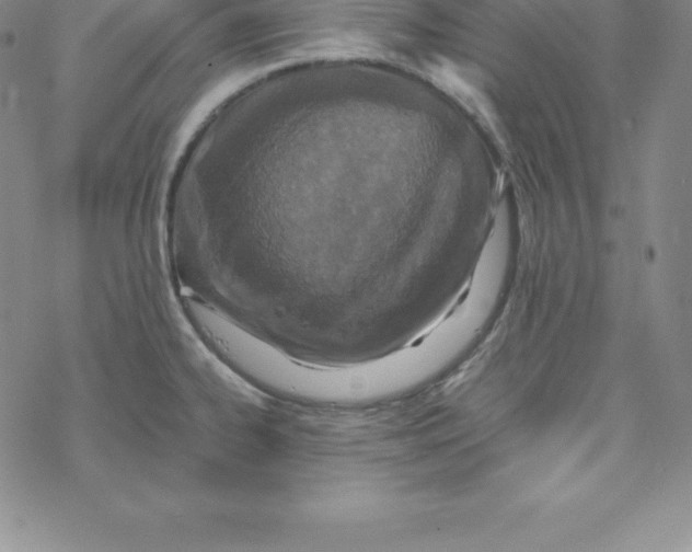 X0000069831334200606021327