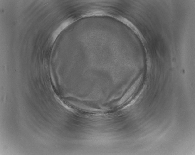 X0000069831337200606021327