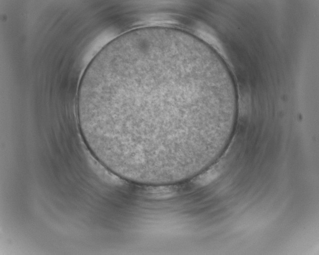 X0000069831338200606021327